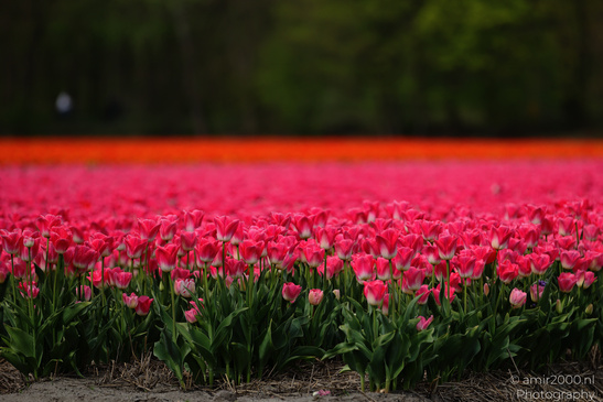 Dutch_Tulip_Fields_In_Spring_Time_Zuid_Holland_Flower_Photography_Nature_Photography_Canon_EOS_R5_Mark_II_2026_030.JPG