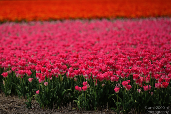Dutch_Tulip_Fields_In_Spring_Time_Zuid_Holland_Flower_Photography_Nature_Photography_Canon_EOS_R5_Mark_II_2026_031.JPG