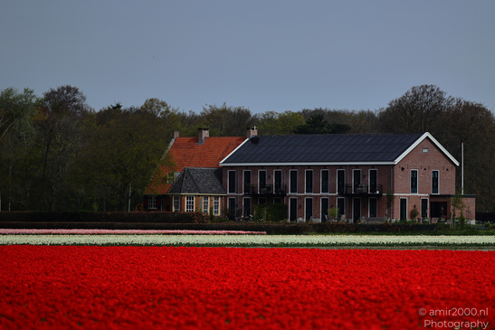 Dutch_Tulip_Fields_In_Spring_Time_Zuid_Holland_Flower_Photography_Nature_Photography_Canon_EOS_R5_Mark_II_2026_032.JPG