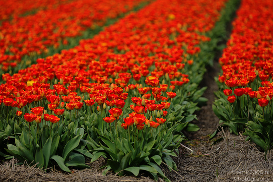 Dutch_Tulip_Fields_In_Spring_Time_Zuid_Holland_Flower_Photography_Nature_Photography_Canon_EOS_R5_Mark_II_2026_033.JPG