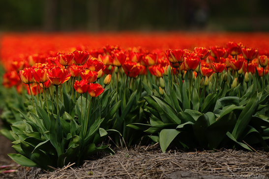 Dutch_Tulip_Fields_In_Spring_Time_Zuid_Holland_Flower_Photography_Nature_Photography_Canon_EOS_R5_Mark_II_2026_034.JPG