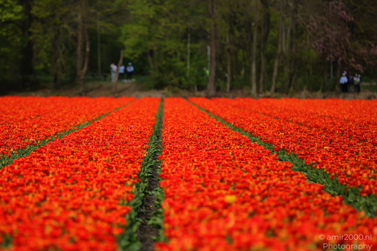 Dutch_Tulip_Fields_In_Spring_Time_Zuid_Holland_Flower_Photography_Nature_Photography_Canon_EOS_R5_Mark_II_2026_035.JPG