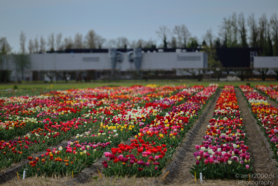 Dutch_Tulip_Fields_In_Spring_Time_Zuid_Holland_Flower_Photography_Nature_Photography_Canon_EOS_R5_Mark_II_2026_036.JPG
