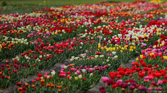 Dutch_Tulip_Fields_In_Spring_Time_Zuid_Holland_Flower_Photography_Nature_Photography_Canon_EOS_R5_Mark_II_2026_037.JPG