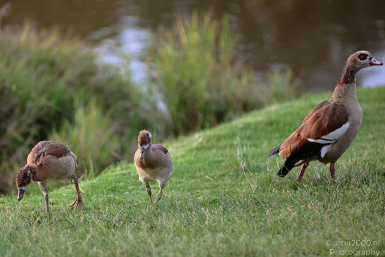 Egyptian_Goose_At_The_Park_Birds_Photography_Nature_Photography_Canon_EOS_R5_Mark_II_2026_001.JPG