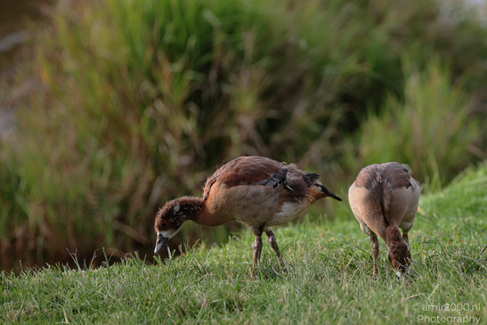 Egyptian_Goose_At_The_Park_Birds_Photography_Nature_Photography_Canon_EOS_R5_Mark_II_2026_002.JPG