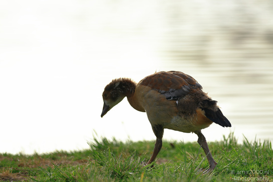 Egyptian_Goose_At_The_Park_Birds_Photography_Nature_Photography_Canon_EOS_R5_Mark_II_2026_003.JPG