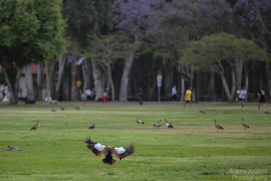 Egyptian_Goose_At_The_Park_Birds_Photography_Nature_Photography_Canon_EOS_R5_Mark_II_2026_004.JPG