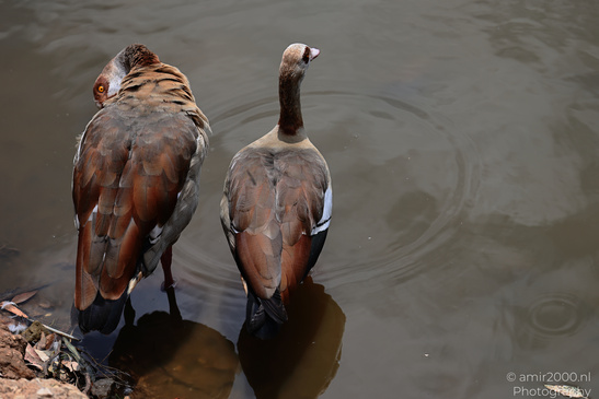 Egyptian_Goose_At_The_Park_Birds_Photography_Nature_Photography_Canon_EOS_R5_Mark_II_2026_005.JPG
