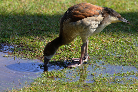Egyptian_Goose_At_The_Park_Birds_Photography_Nature_Photography_Canon_EOS_R5_Mark_II_2026_006.JPG