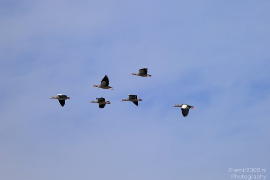 Egyptian_Goose_In_Flight_Birds_Photography_Nature_Photography_Canon_EOS_R5_Mark_II_2026_001.JPG