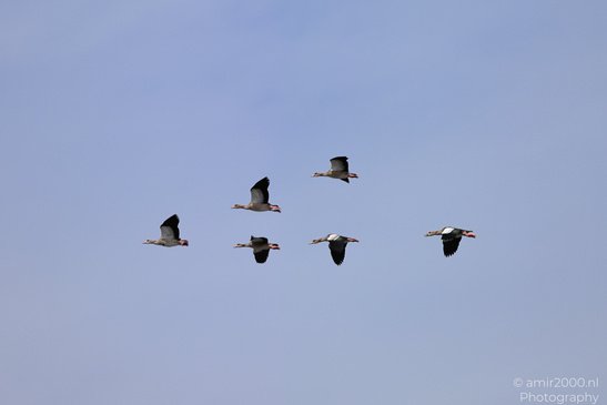 Egyptian_Goose_In_Flight_Birds_Photography_Nature_Photography_Canon_EOS_R5_Mark_II_2026_002.JPG
