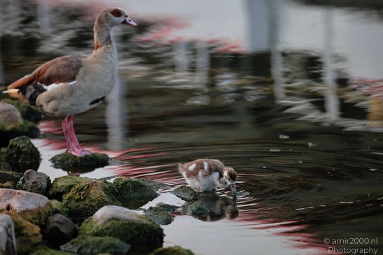 An adult Egyptian goose standing on rocks near a body of water, with a smaller, fluffy chick in - image from year 2026 #001