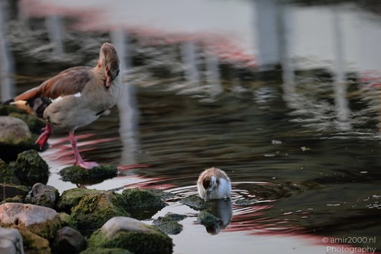 A duck and a duckling near a body of water, with rocks and reflections visible in the background. - image from year 2026 #002
