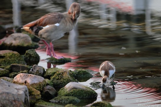 A larger bird and a smaller bird near a body of water, with rocks covered in moss in the - image from year 2026 #003