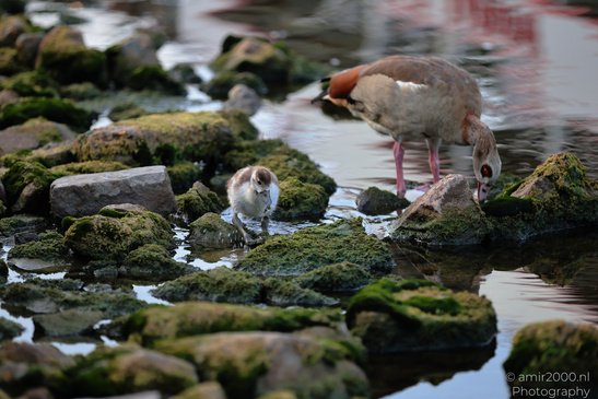 A larger egyptian goose and a smaller bird standing on moss covered rocks near a body of water. - image from year 2026 #004
