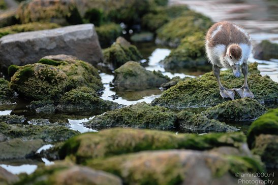 A young egyptian goose stands on moss covered rocks near a body of water. - image from year 2026 #005