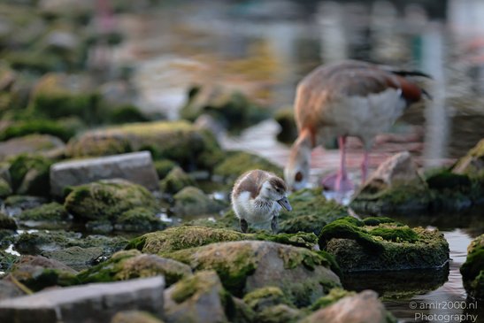 A young duckling walking on moss covered rocks near a body of water, with an adult duck in the - image from year 2026 #006