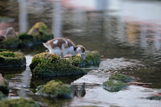 Egyptian Goose: A young duckling stands on a moss covered rock in a body of water. - image from year 2026 #007