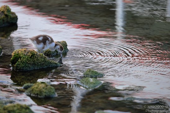 A young egyptian goose stands on a moss covered rock in a body of water, with ripples spreading - image from year 2026 #008