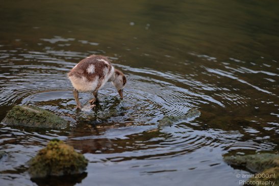 Egyptian Goose: A duckling stands on a rock in a body of water, dipping its head into the water. - image from year 2026 #009