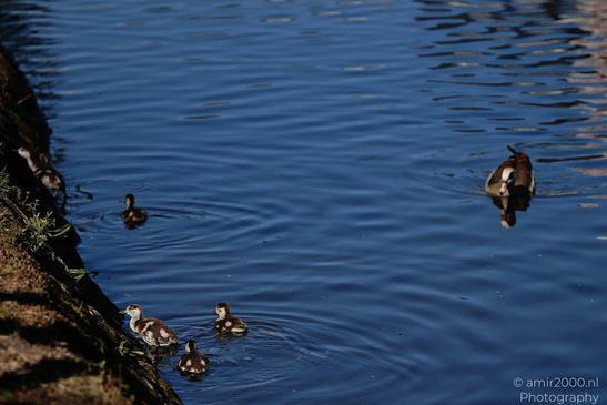 Egyptian_Goose_With_Goslings_Birds_Photography_Nature_Photography_Canon_EOS_R5_Mark_II_2026_001.JPG