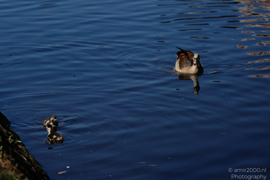 Egyptian_Goose_With_Goslings_Birds_Photography_Nature_Photography_Canon_EOS_R5_Mark_II_2026_002.JPG