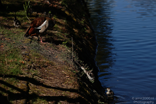 Egyptian_Goose_With_Goslings_Birds_Photography_Nature_Photography_Canon_EOS_R5_Mark_II_2026_004.JPG