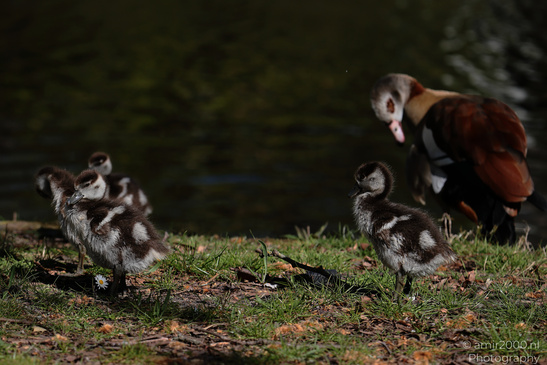 Egyptian_Goose_With_Goslings_Birds_Photography_Nature_Photography_Canon_EOS_R5_Mark_II_2026_006.JPG