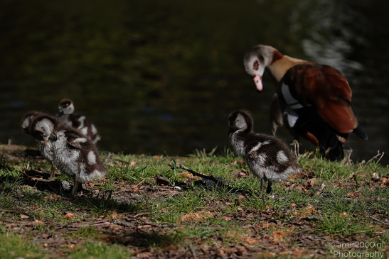 Egyptian_Goose_With_Goslings_Birds_Photography_Nature_Photography_Canon_EOS_R5_Mark_II_2026_007.JPG