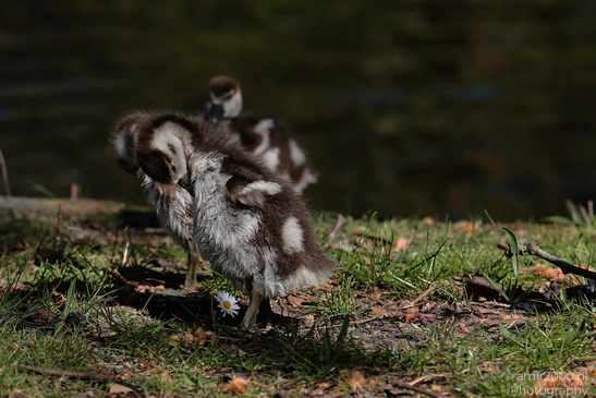 Egyptian_Goose_With_Goslings_Birds_Photography_Nature_Photography_Canon_EOS_R5_Mark_II_2026_008.JPG