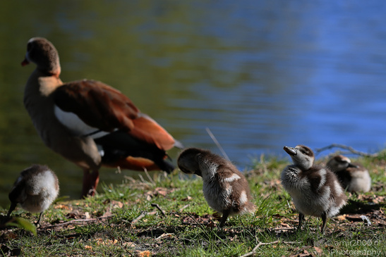 Egyptian_Goose_With_Goslings_Birds_Photography_Nature_Photography_Canon_EOS_R5_Mark_II_2026_010.JPG
