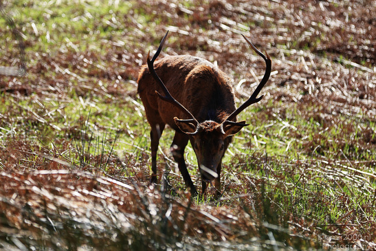 Elk_Grazing_Saint_Mary_And_Saint_Finnan_Church_In_The_Scottish_Highlands_Animal_Photography_Nature_Photography_Canon_EOS_R5_Mark_II_2026_003.JPG