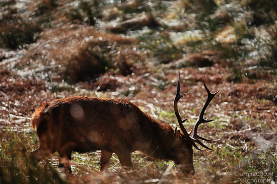Elk_Grazing_Saint_Mary_And_Saint_Finnan_Church_In_The_Scottish_Highlands_Animal_Photography_Nature_Photography_Canon_EOS_R5_Mark_II_2026_004.JPG