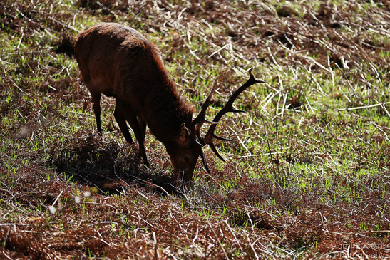 Elk_Grazing_Saint_Mary_And_Saint_Finnan_Church_In_The_Scottish_Highlands_Animal_Photography_Nature_Photography_Canon_EOS_R5_Mark_II_2026_005.JPG