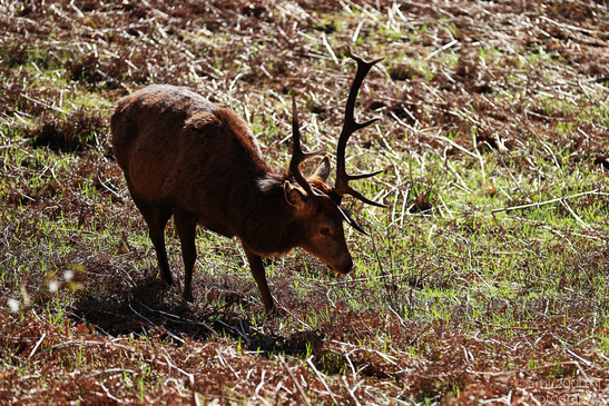 Elk_Grazing_Saint_Mary_And_Saint_Finnan_Church_In_The_Scottish_Highlands_Animal_Photography_Nature_Photography_Canon_EOS_R5_Mark_II_2026_006.JPG