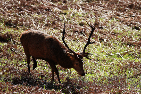 Elk_Grazing_Saint_Mary_And_Saint_Finnan_Church_In_The_Scottish_Highlands_Animal_Photography_Nature_Photography_Canon_EOS_R5_Mark_II_2026_007.JPG