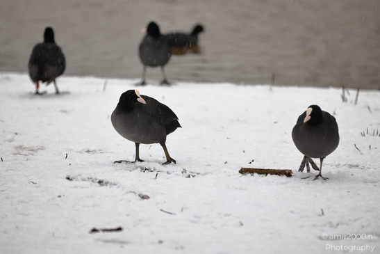 Eurasian_Coot_In_Snowy_Weather_Westerpark_Birds_Photography_Nature_Photography_Canon_EOS_R5_Mark_II_2026_001.JPG