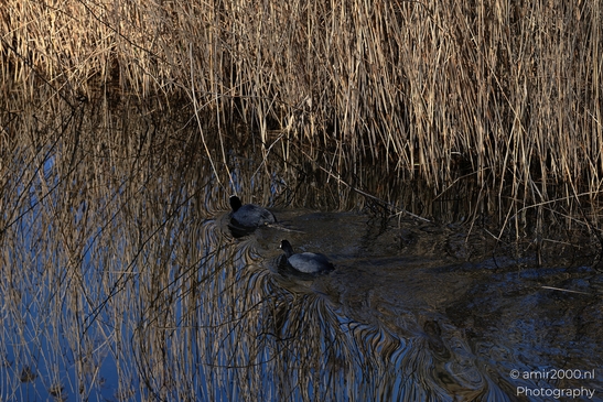 Eurasian_Coot_Swimming_In_Water_Birds_Photography_Nature_Photography_Canon_EOS_R5_Mark_II_2026_001.JPG