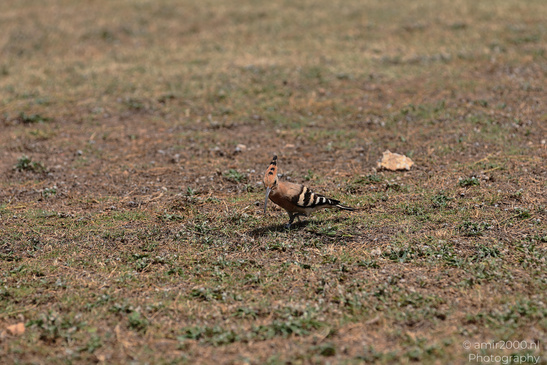 Eurasian_Hoopoe_Upupa_Birds_Photography_Nature_Photography_Canon_EOS_R5_Mark_II_2026_001.JPG