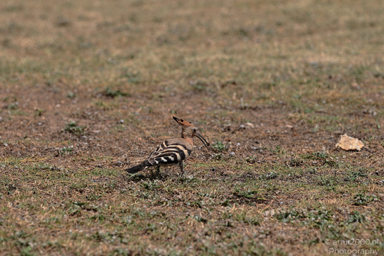 Eurasian_Hoopoe_Upupa_Birds_Photography_Nature_Photography_Canon_EOS_R5_Mark_II_2026_002.JPG