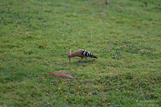 Eurasian_Hoopoe_Upupa_Birds_Photography_Nature_Photography_Canon_EOS_R5_Mark_II_2026_003.JPG