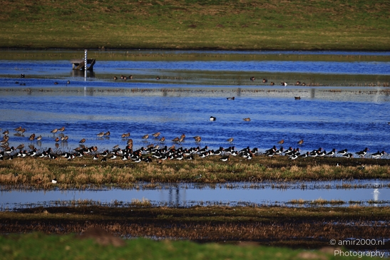 A diverse group of wading birds, including Eurasian Oystercatchers, forage in a shallow, blue - image from year 2026 #001