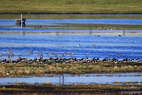 A diverse array of birds, including Eurasian Oystercatchers, forage in shallow water with grassy - image from year 2026 #002