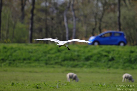 Eurasian_Spoonbill_Spreading_Wings_Birds_Photography_Nature_Photography_Canon_EOS_R5_Mark_II_2026_001.JPG