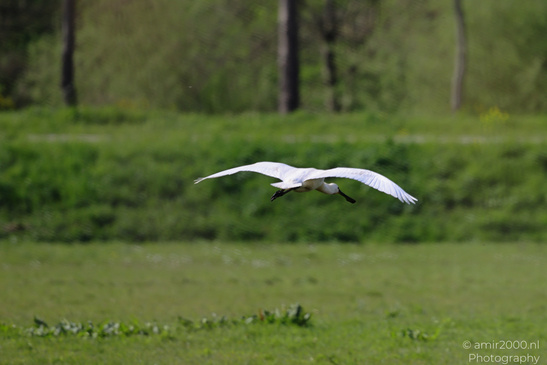 Eurasian_Spoonbill_Spreading_Wings_Birds_Photography_Nature_Photography_Canon_EOS_R5_Mark_II_2026_002.JPG