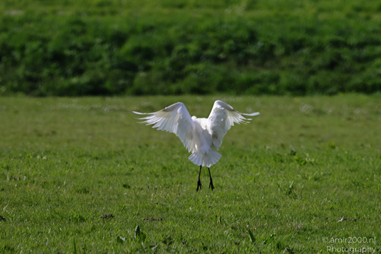 Eurasian_Spoonbill_Spreading_Wings_Birds_Photography_Nature_Photography_Canon_EOS_R5_Mark_II_2026_003.JPG