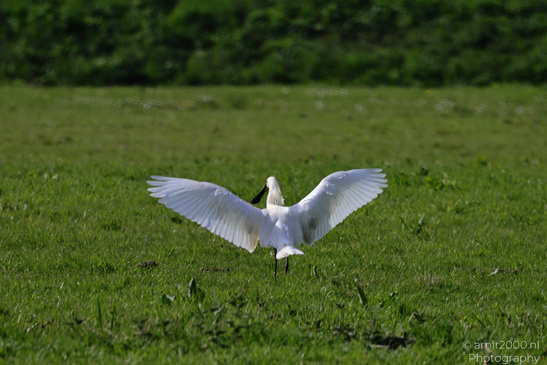 Eurasian_Spoonbill_Spreading_Wings_Birds_Photography_Nature_Photography_Canon_EOS_R5_Mark_II_2026_004.JPG
