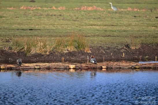 Eurasian_Wigeon_Group_Resting_In_Middelpolder_Birds_Photography_Nature_Photography_Canon_EOS_R5_Mark_II_2026_001.JPG