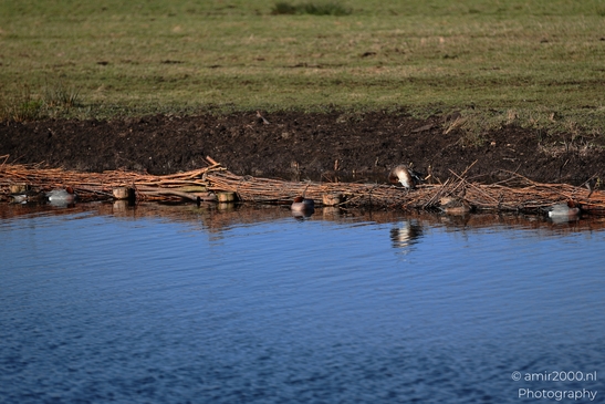 Eurasian_Wigeon_Group_Resting_In_Middelpolder_Birds_Photography_Nature_Photography_Canon_EOS_R5_Mark_II_2026_002.JPG